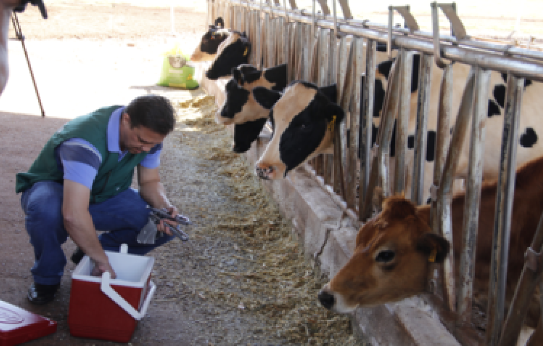 Prazo para vacinar contra a aftosa e fazer a comprova&ccedil;&atilde;o est&aacute; terminando                            