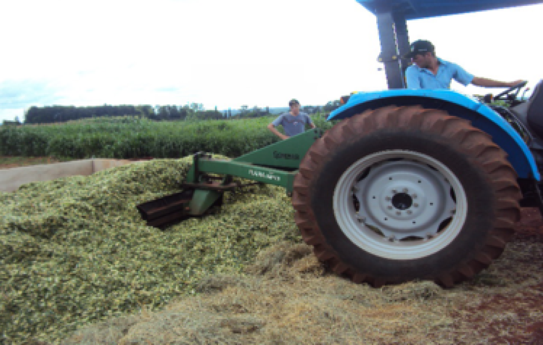 Silagem de qualidade e fertilidade do solo                              