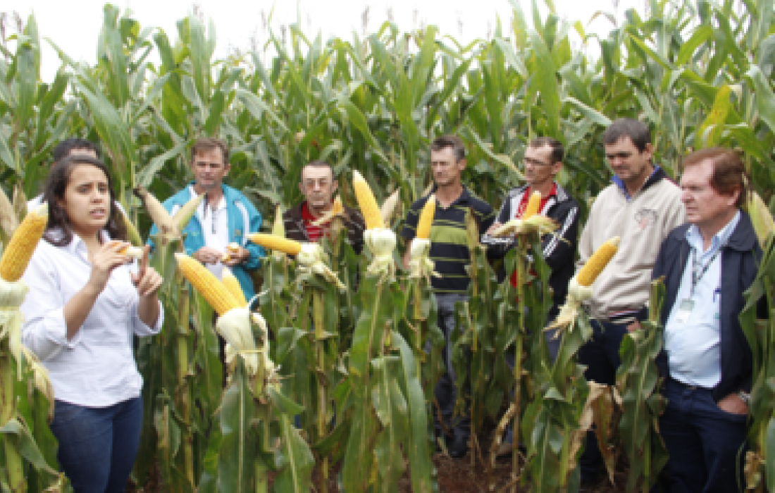 Dia de Campo de milho safrinha &eacute; realizado em Esquina Bandeirantes                               