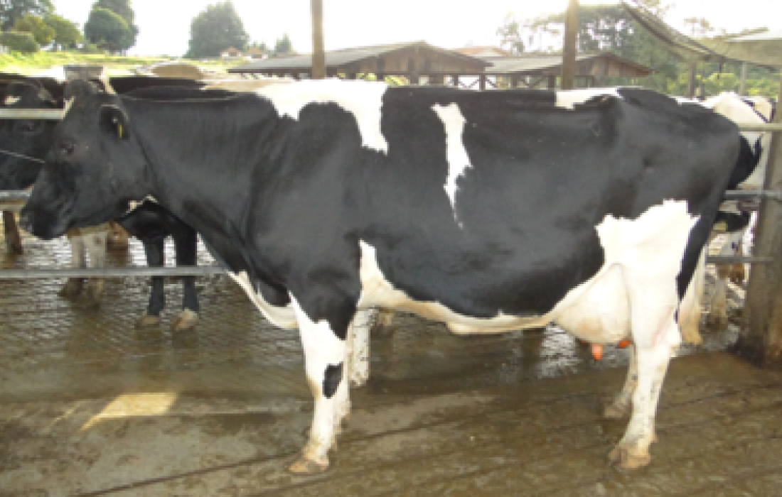 &Aacute;rea t&eacute;cnica orienta produtores sobre a preven&ccedil;&atilde;o de mastite                              