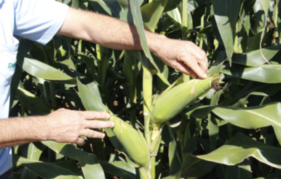&Eacute; amanh&atilde;: Dia de Campo Milho Safrinha                               