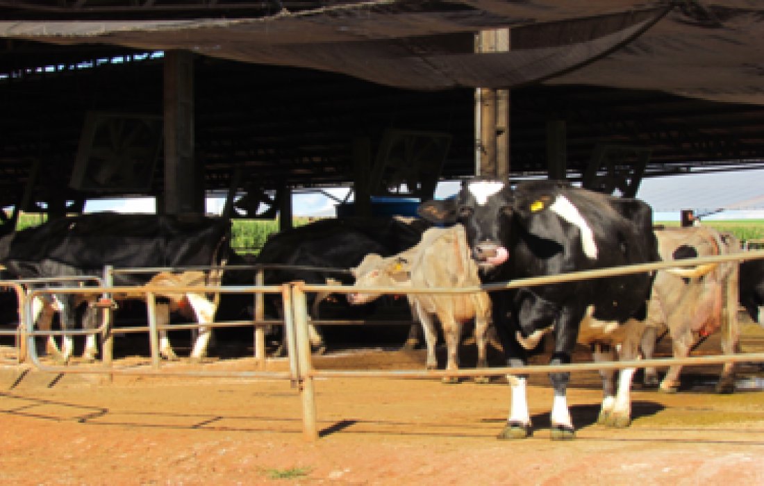 Semin&aacute;rio Qualidade do Leite e Normativa 62