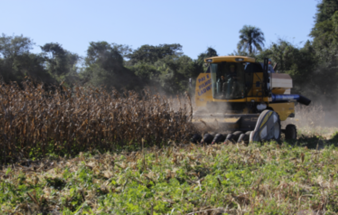 Associados iniciam colheita da safrinha