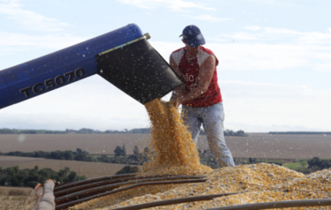 Milho safrinha: produtividade recorde