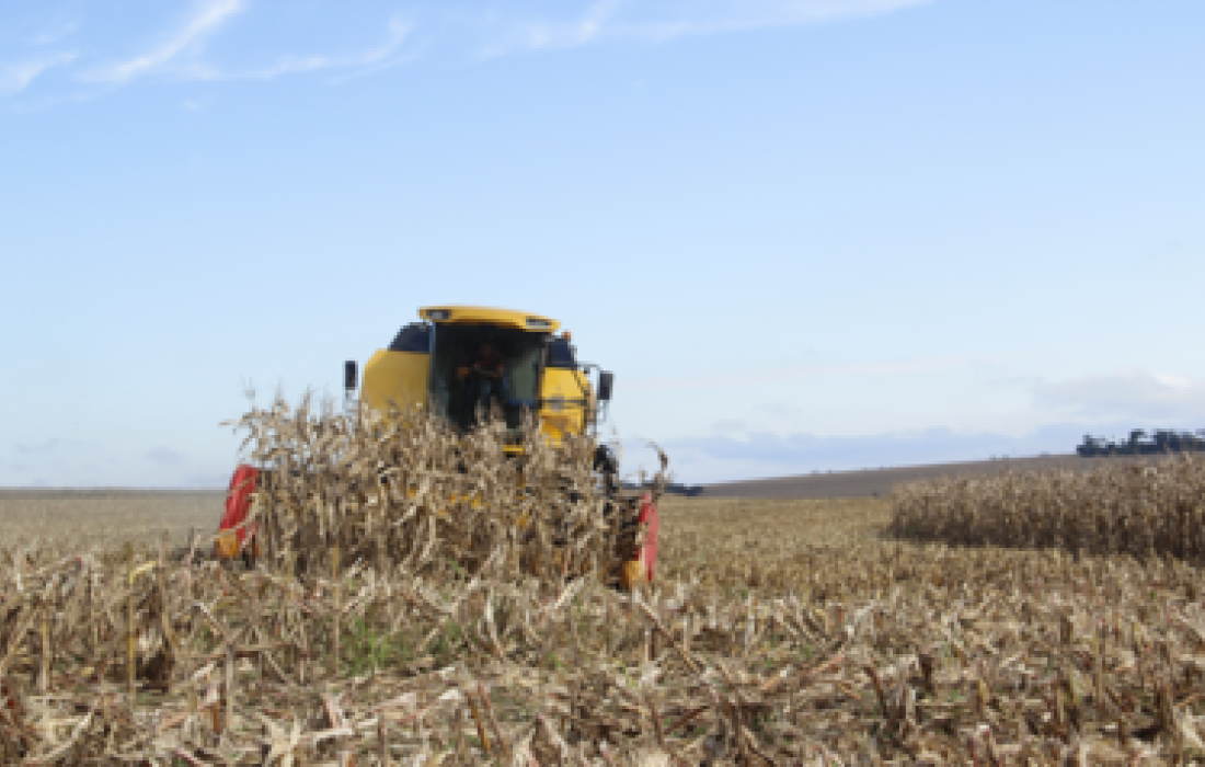 &Aacute;rea t&eacute;cnica recomenda a&ccedil;&otilde;es para uma boa colheita