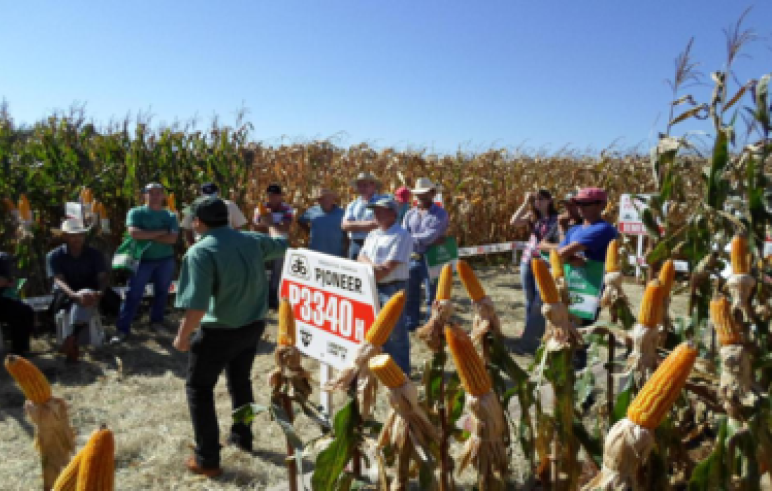 Unidade de S&atilde;o Jos&eacute; e Pioneer Sementes realizam Dia de Campo