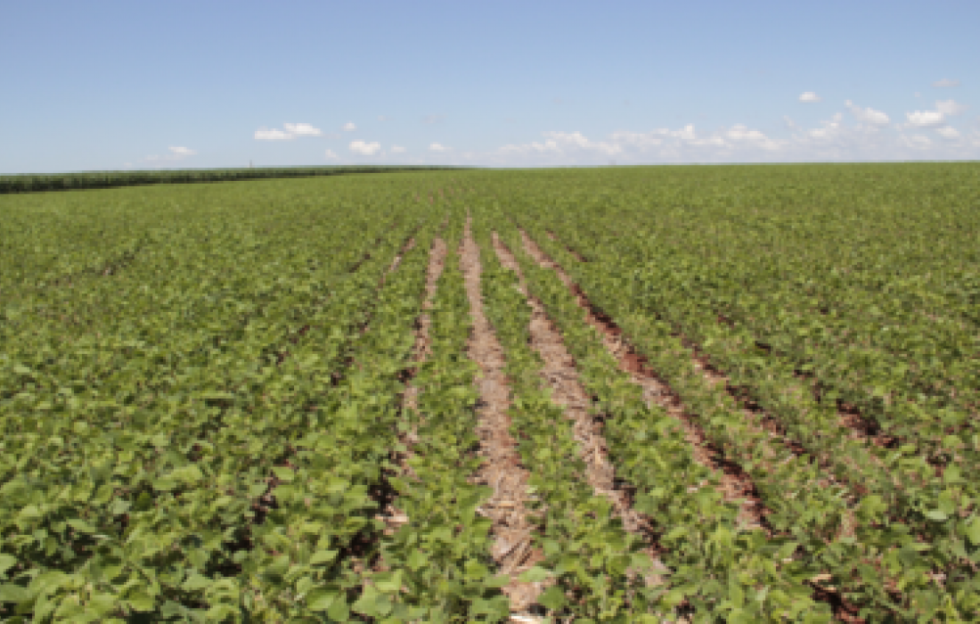 Transg&ecirc;nicos completam 10 anos no Brasil