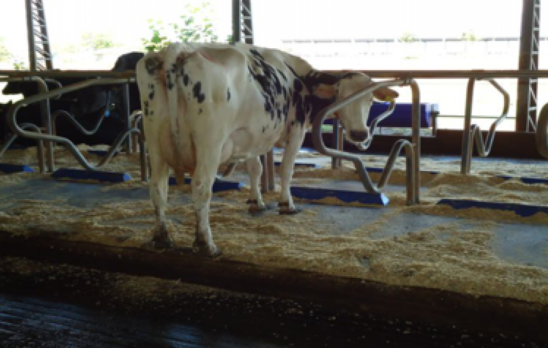 Conforto animal &eacute; essencial para bom desempenho nas produ&ccedil;&otilde;es leiteiras