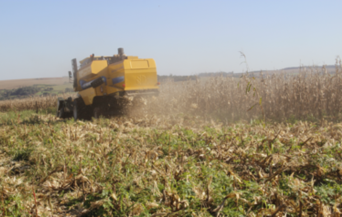 Depois da colheita, &eacute; hora de fazer o manejo contra as ervas daninhas