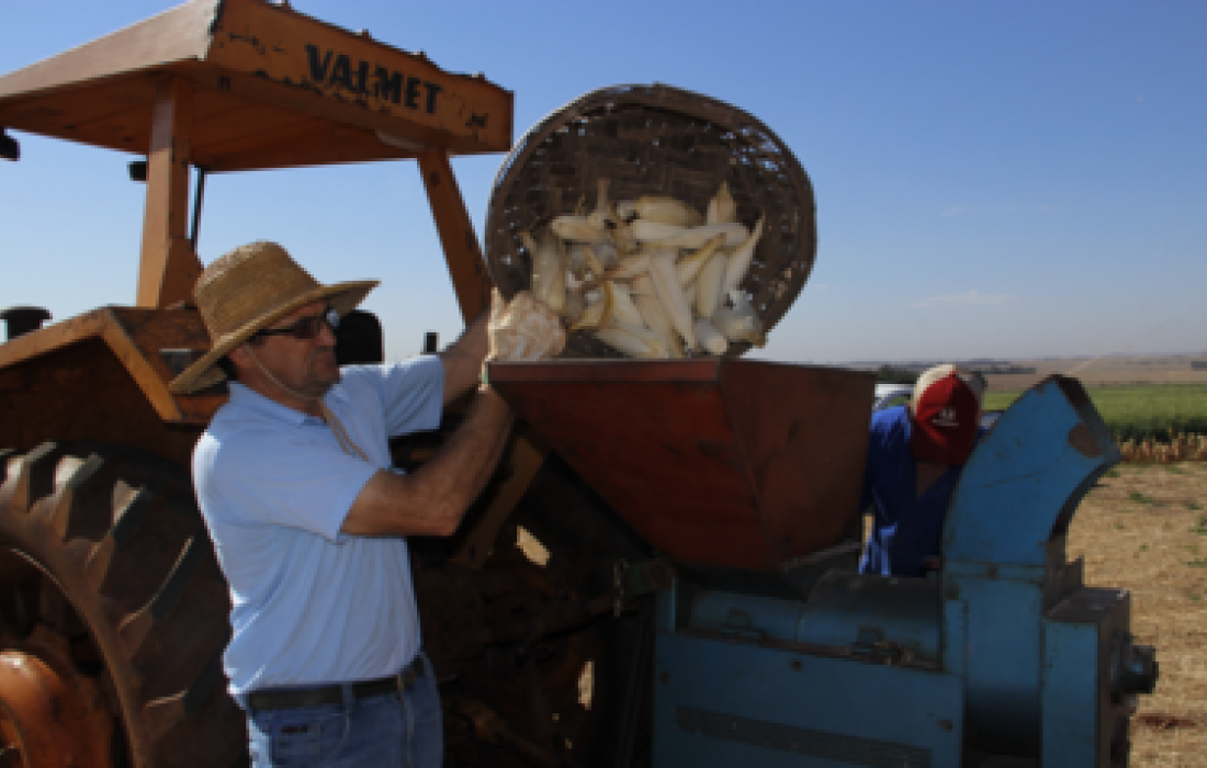 Esta&ccedil;&atilde;o Experimental realiza colheita e avalia&ccedil;&atilde;o de h&iacute;bridos de milho safrinha 2013 