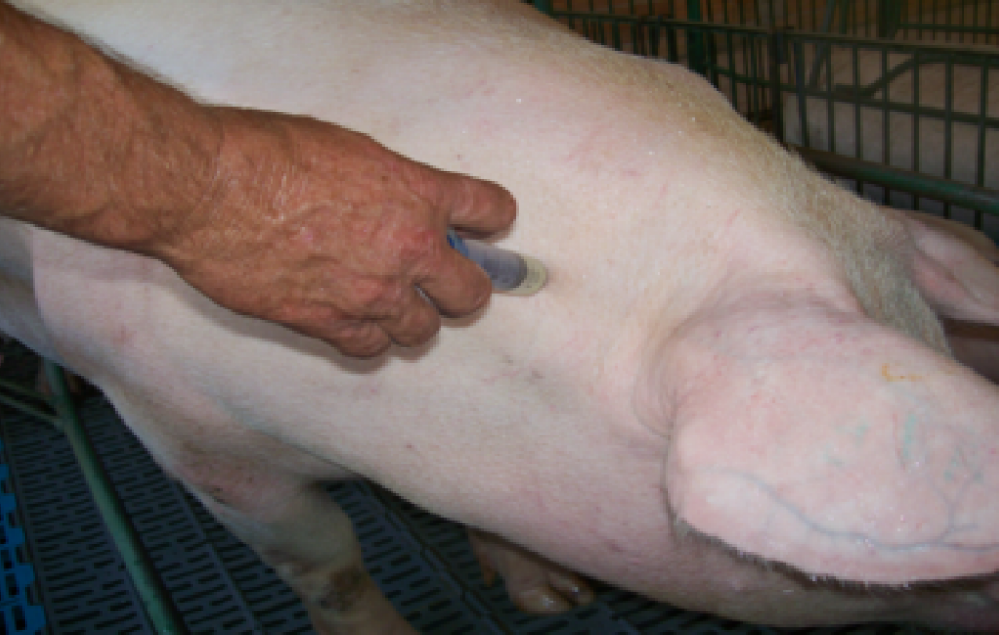 Programa de recebimento de embalagens de produtos veterin&aacute;rios