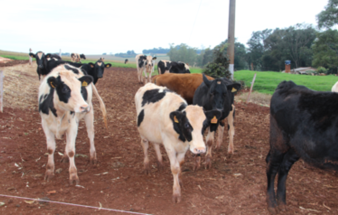 Vacine seu rebanho contra a raiva 