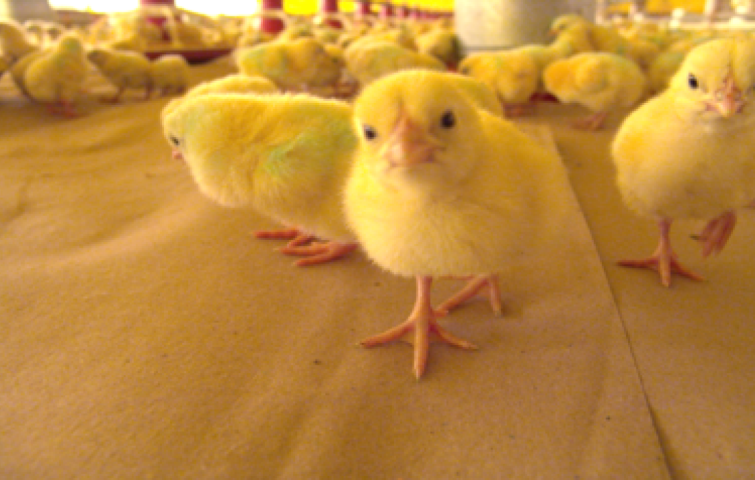 Sal&atilde;o Internacional da Avicultura come&ccedil;a amanh&atilde;, em S&atilde;o Paulo