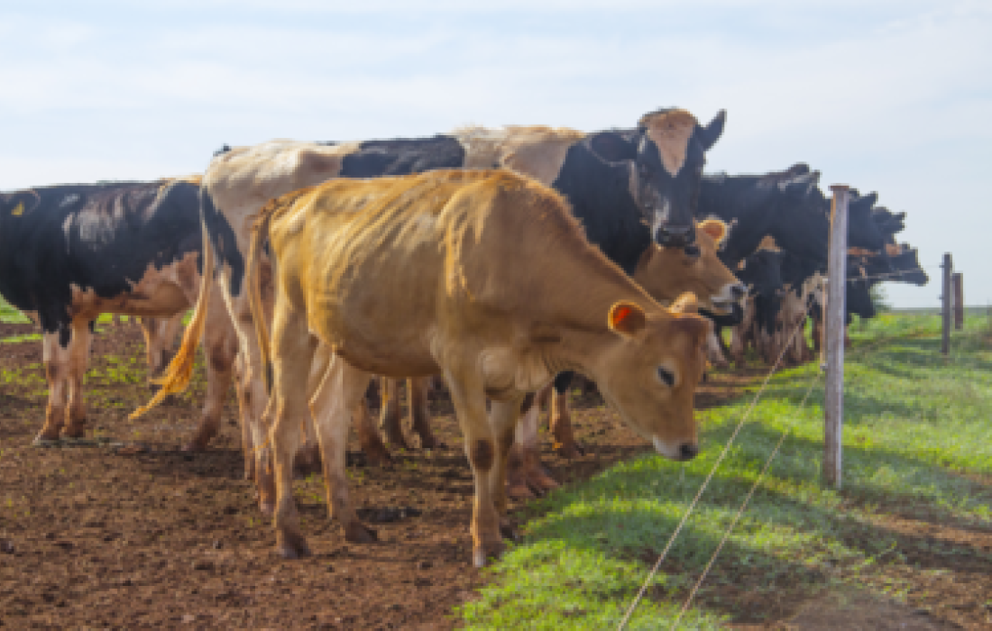 Vacas felizes produzem mais