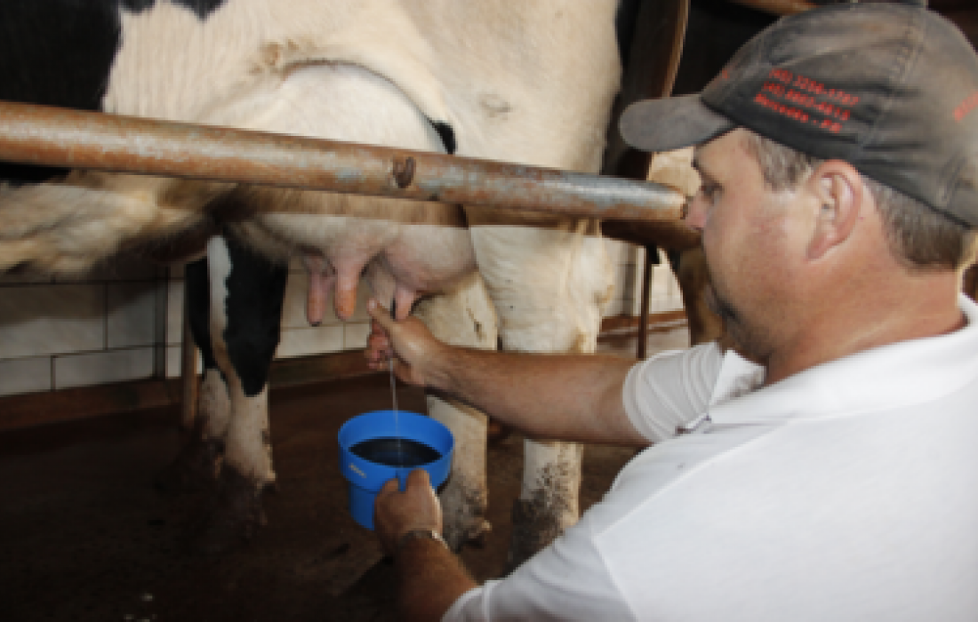 Higiene: o segredo do leite de qualidade
