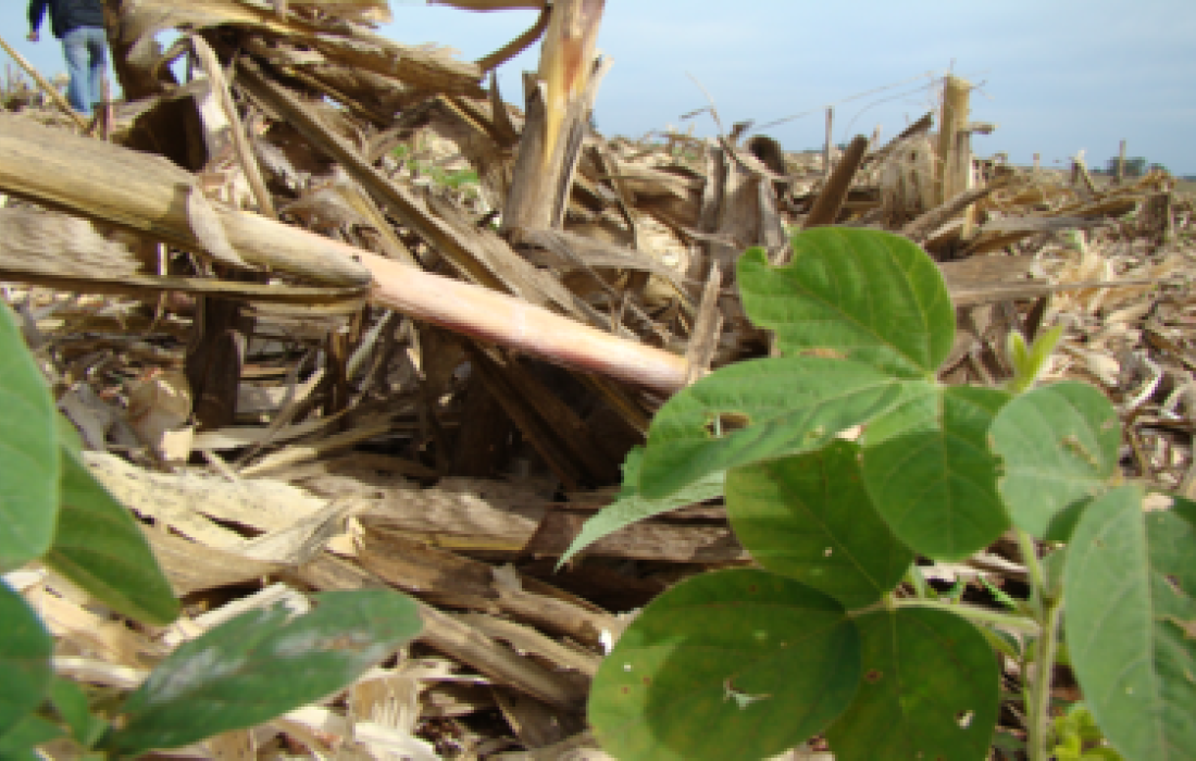 Vazio sanit&aacute;rio da soja termina dia 15 de setembro