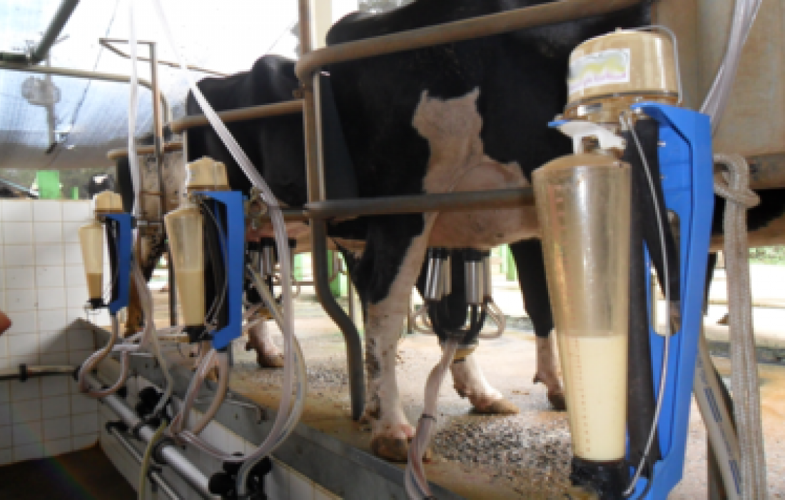 Rentabilidade na atividade leiteira