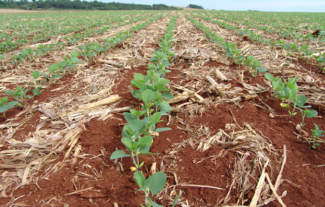 Plantio de soja na regi&atilde;o come&ccedil;a, oficialmente, neste s&aacute;bado