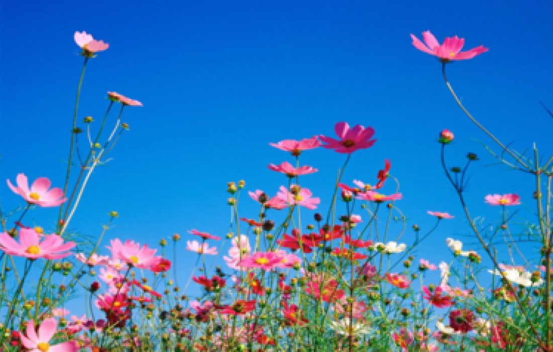 Primavera ter&aacute; calor de baixa intensidade na regi&atilde;o Sul