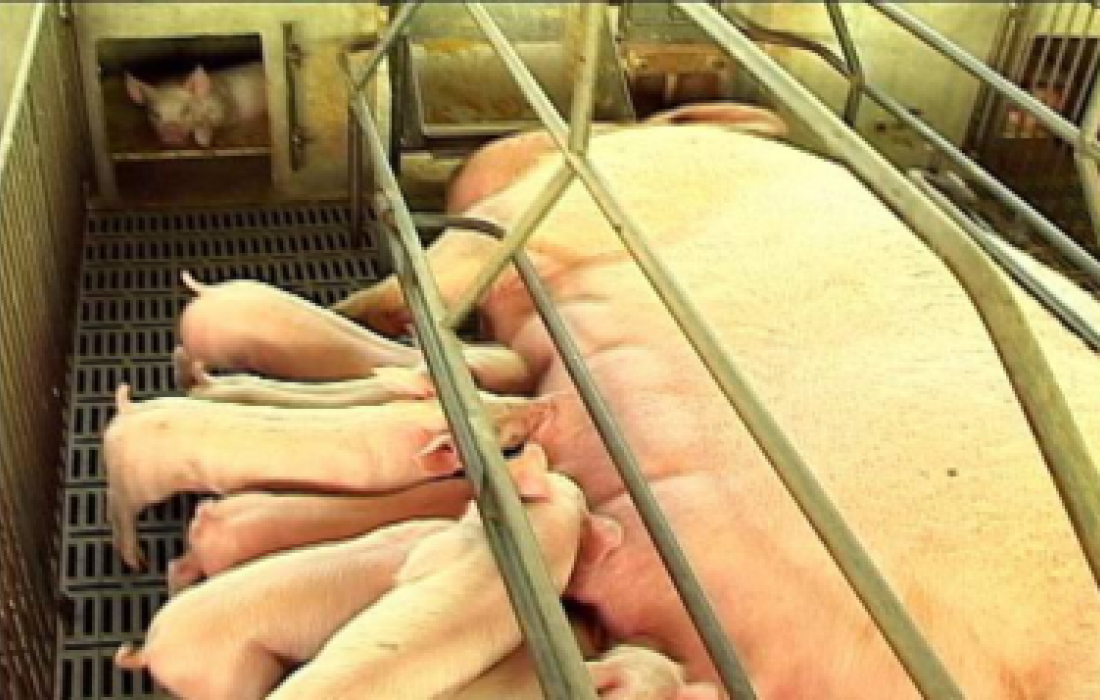 A import&acirc;ncia da ambi&ecirc;ncia na suinocultura