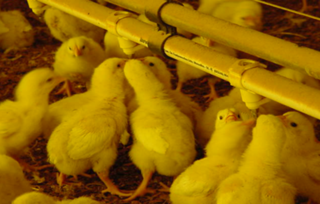 Temperaturas elevadas exigem cuidados para manter os animais hidratados