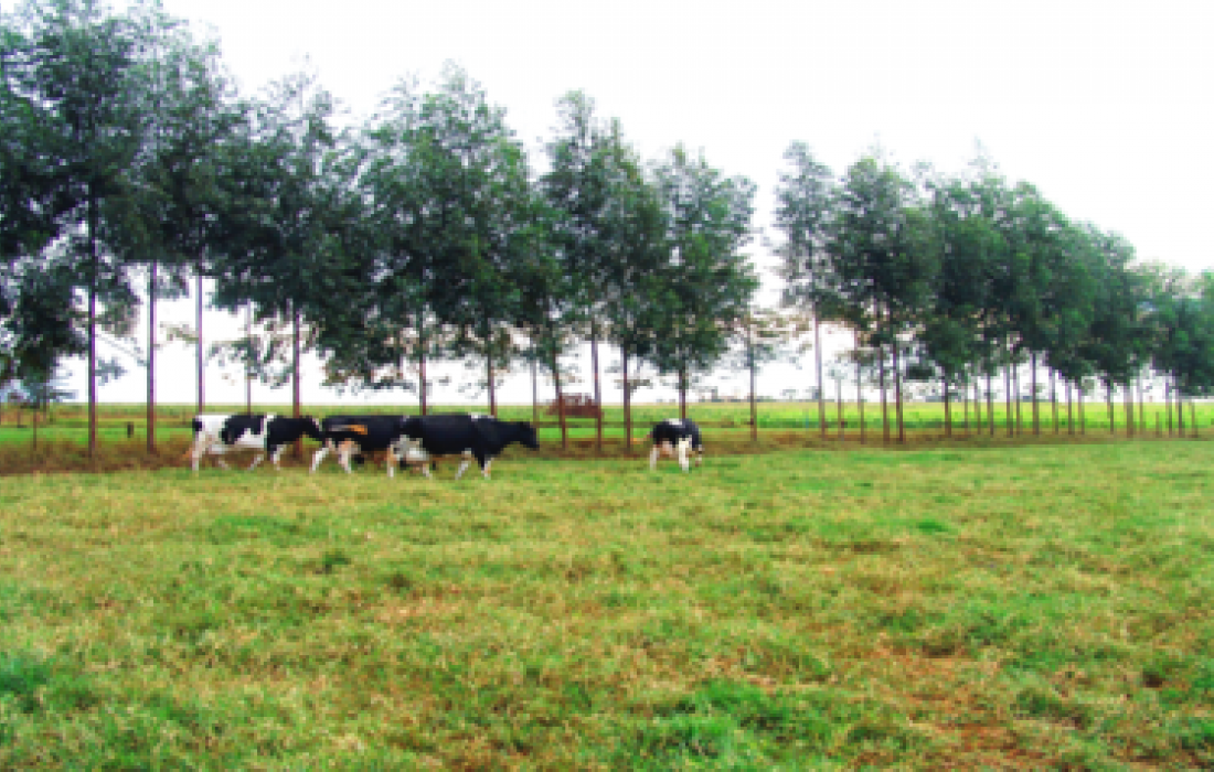 Como evitar o stress cal&oacute;rico no gado leiteiro