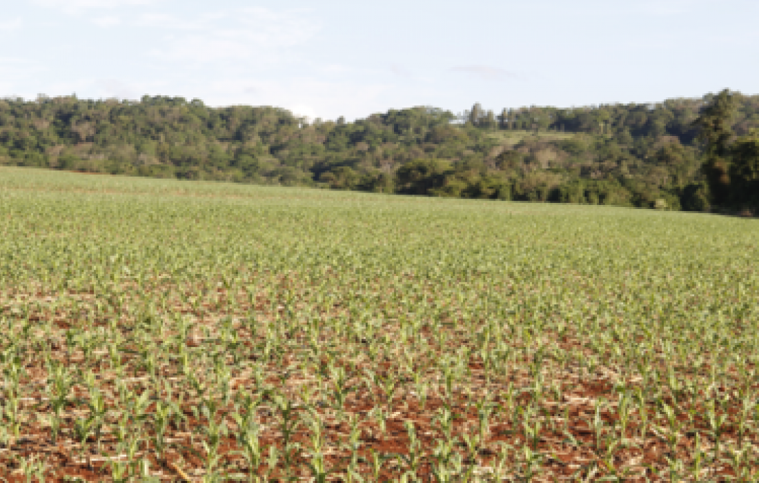 Aten&ccedil;&atilde;o especial aos tratos culturais