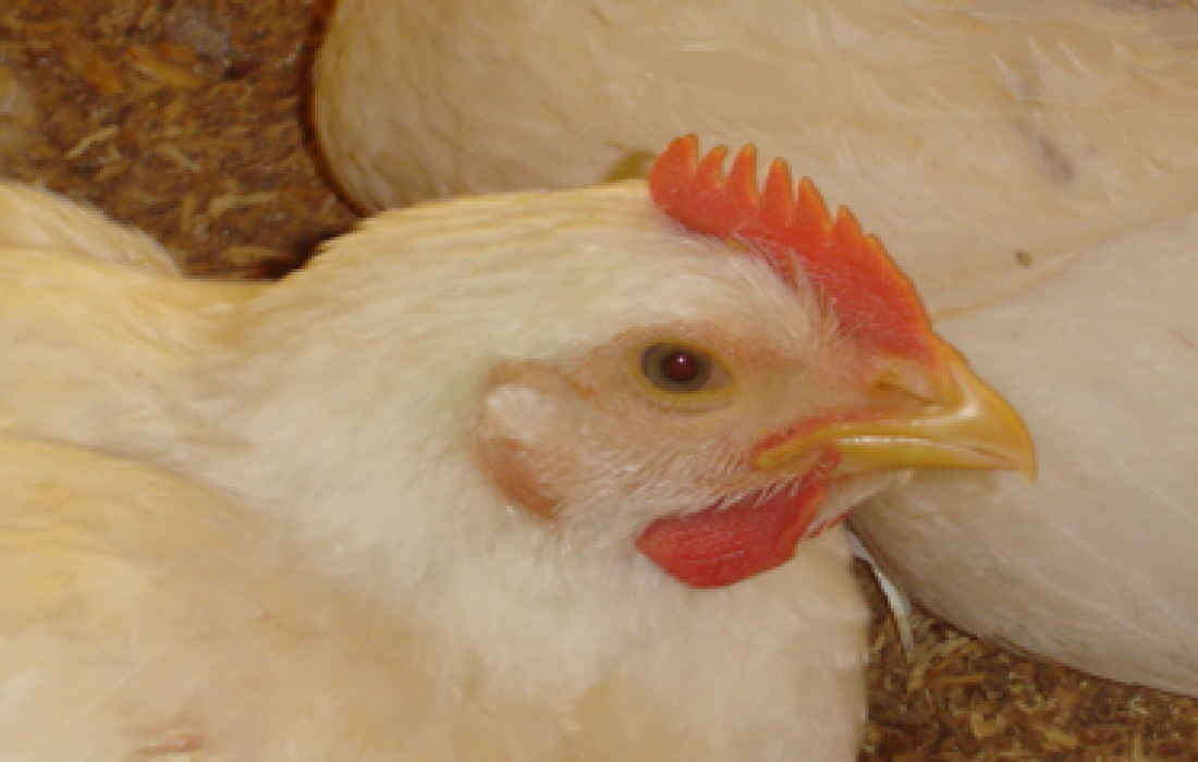 "Renda" do frango cresce e j&aacute; equivale &agrave; do boi