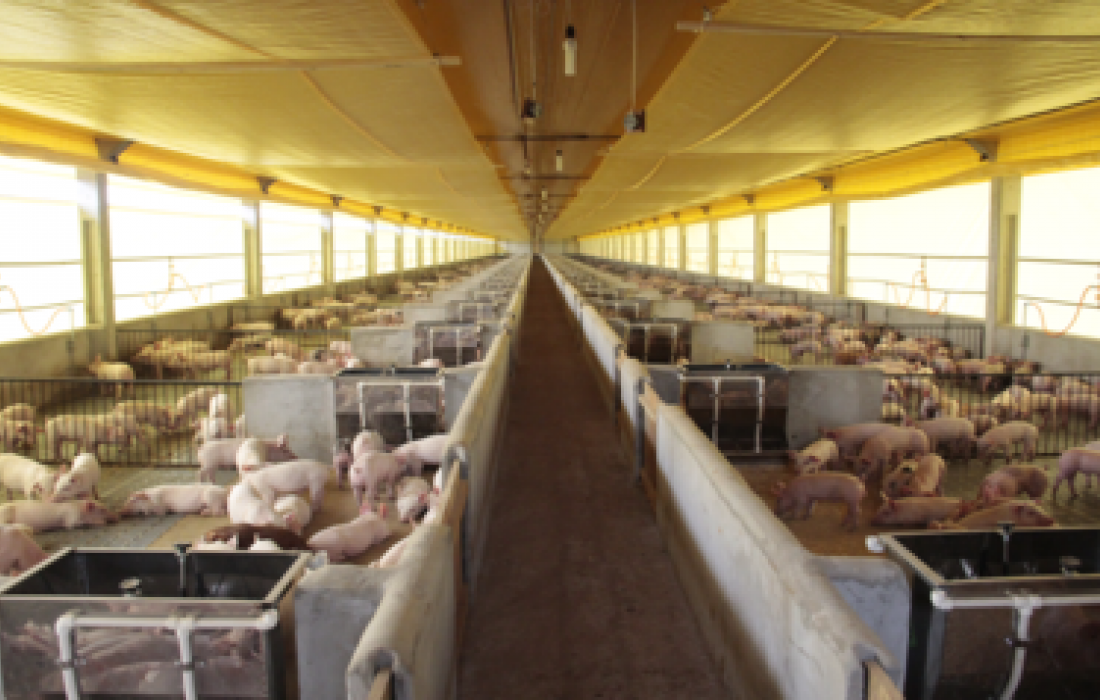 No ver&atilde;o, su&iacute;nos precisam de refor&ccedil;o na ra&ccedil;&atilde;o e ambiente refrescado 