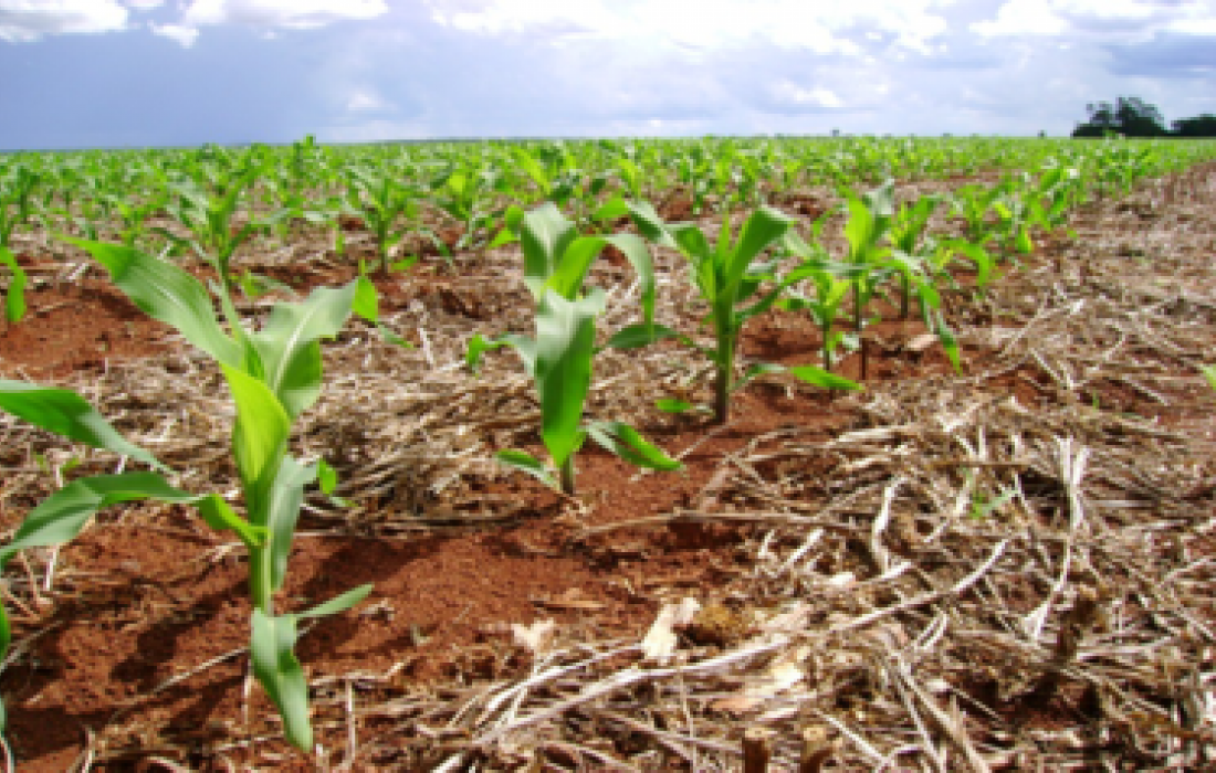 Milho: agora &eacute; hora dos fungicidas na parte a&eacute;rea