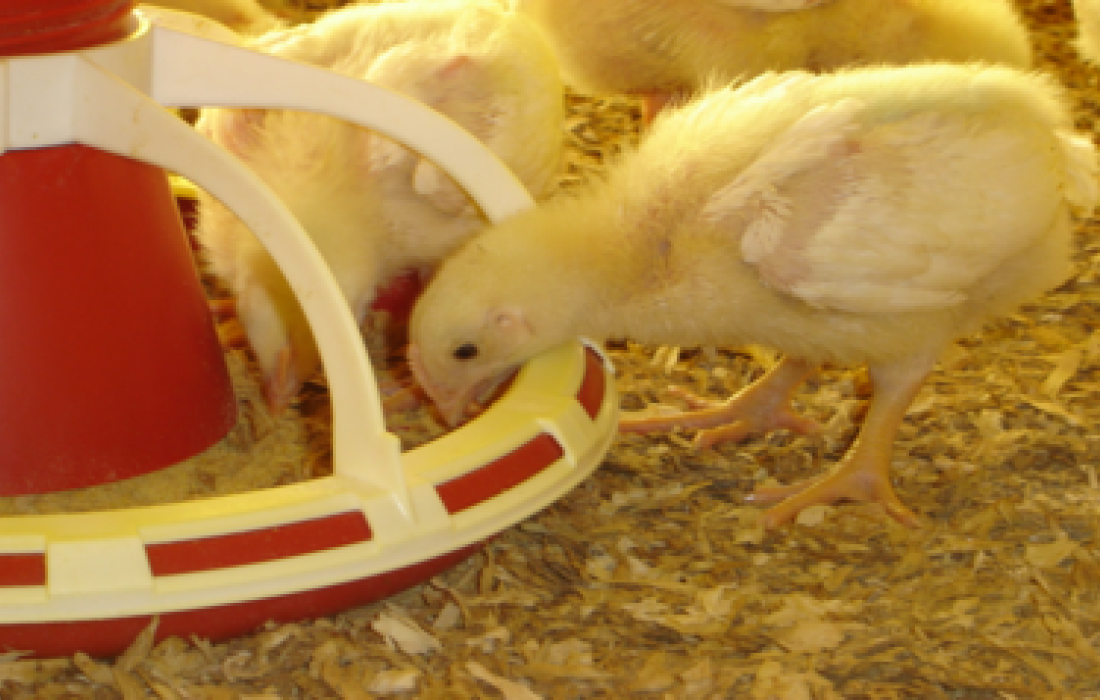 Paran&aacute; lidera faturamento nas exporta&ccedil;&otilde;es de frango