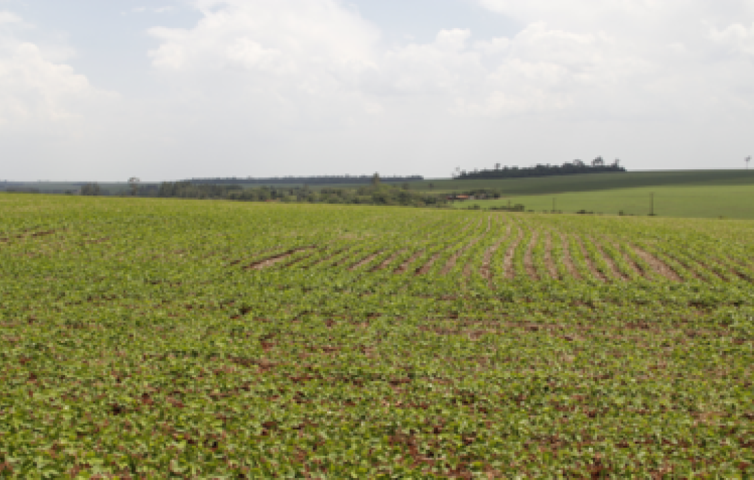 Monitoramento &eacute; a melhor medida para controlar as pragas