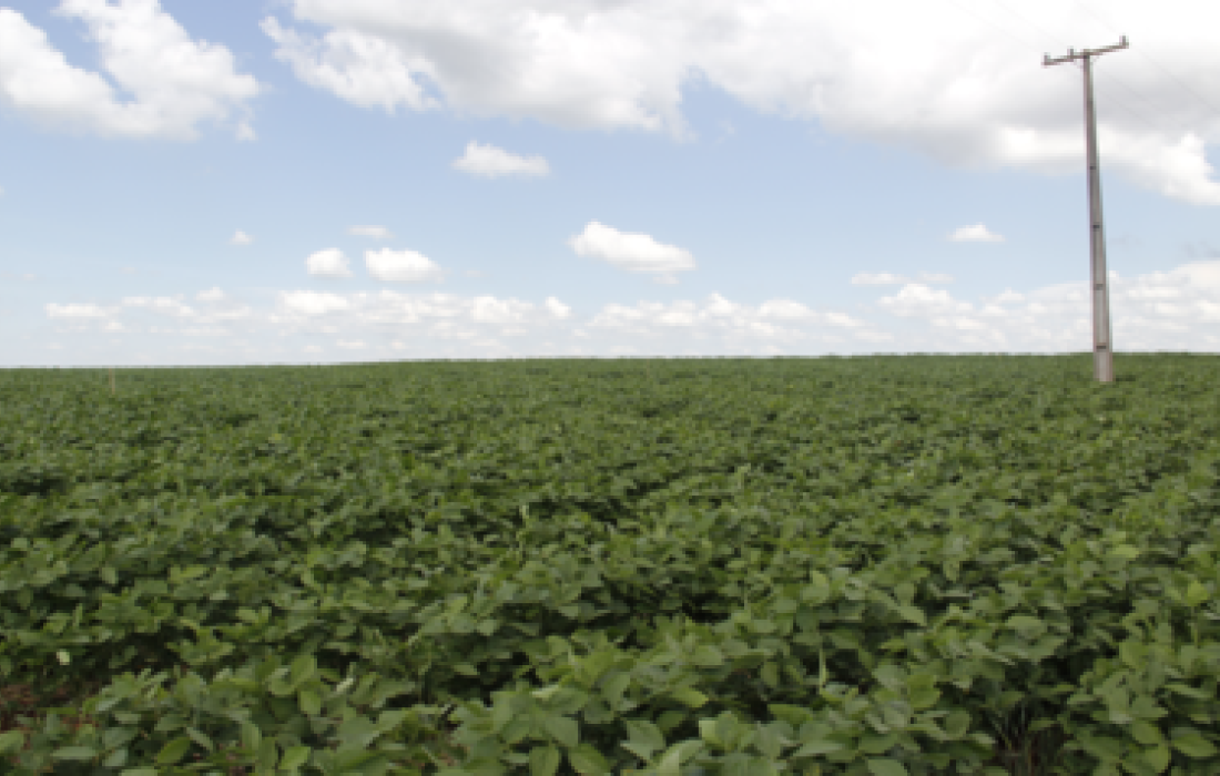 Controle de doen&ccedil;as na cultura da soja