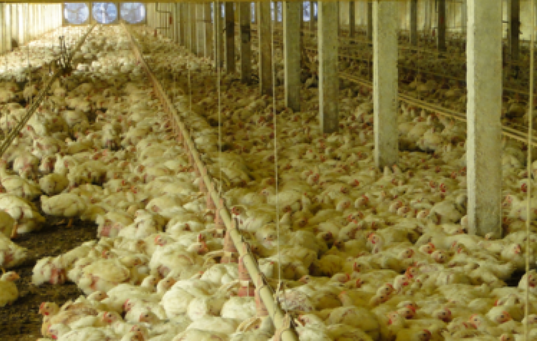 O mito injusto do frango