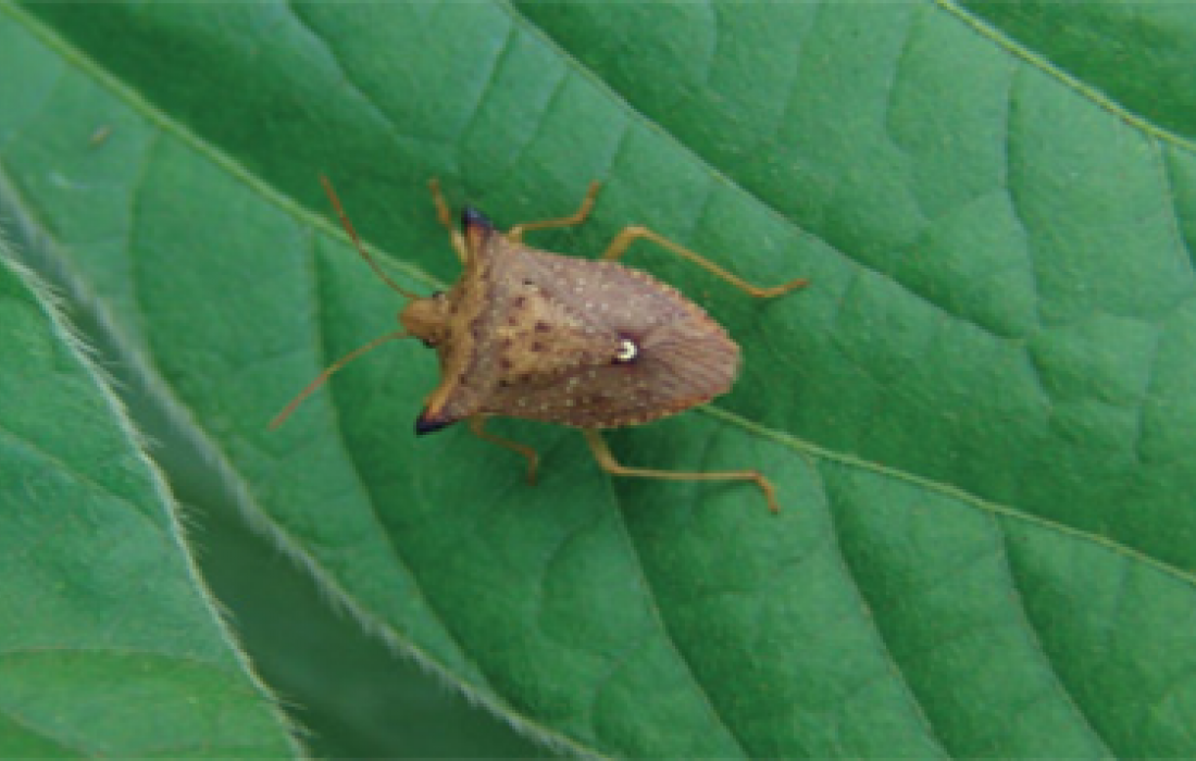 Monitoramento de percevejos na lavoura de soja
