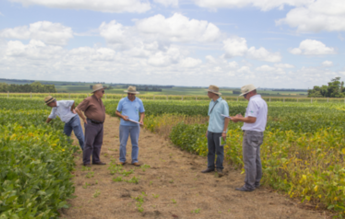 Equipe da Embrapa vistoria soja cultivada para o Dia de Campo