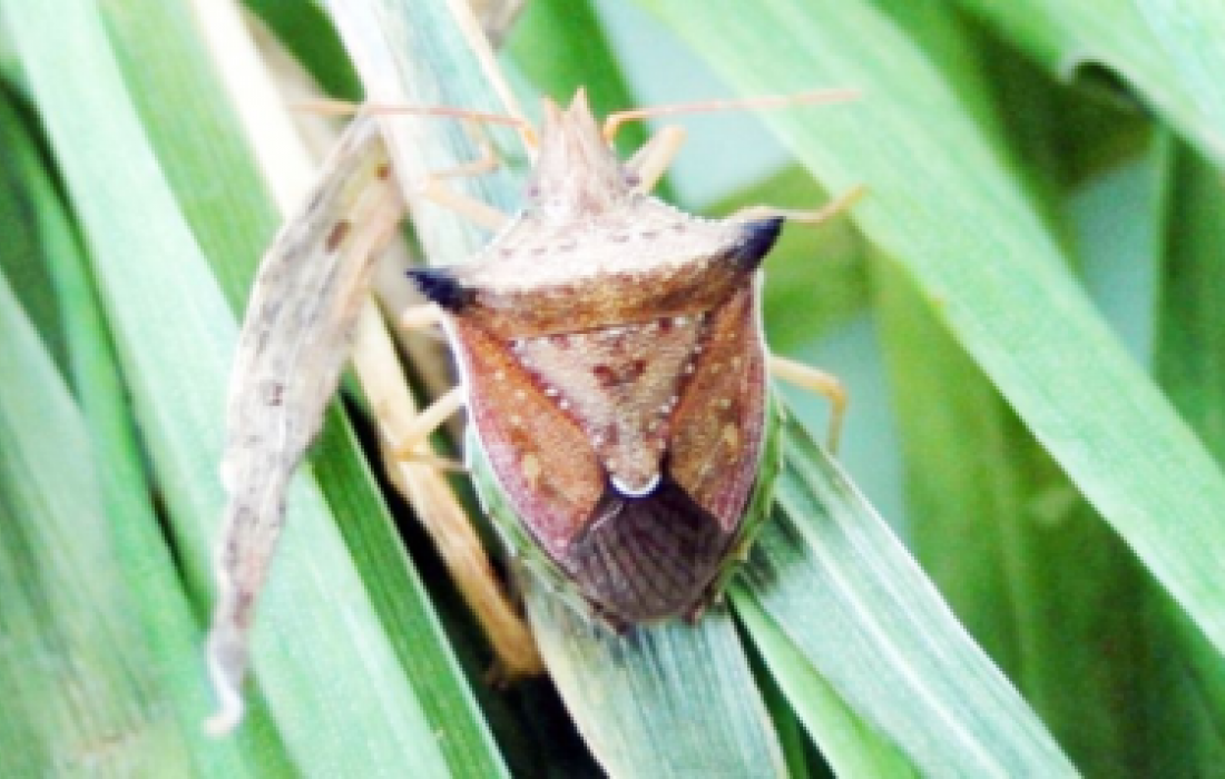 Controle inicial de pragas do milho safrinha