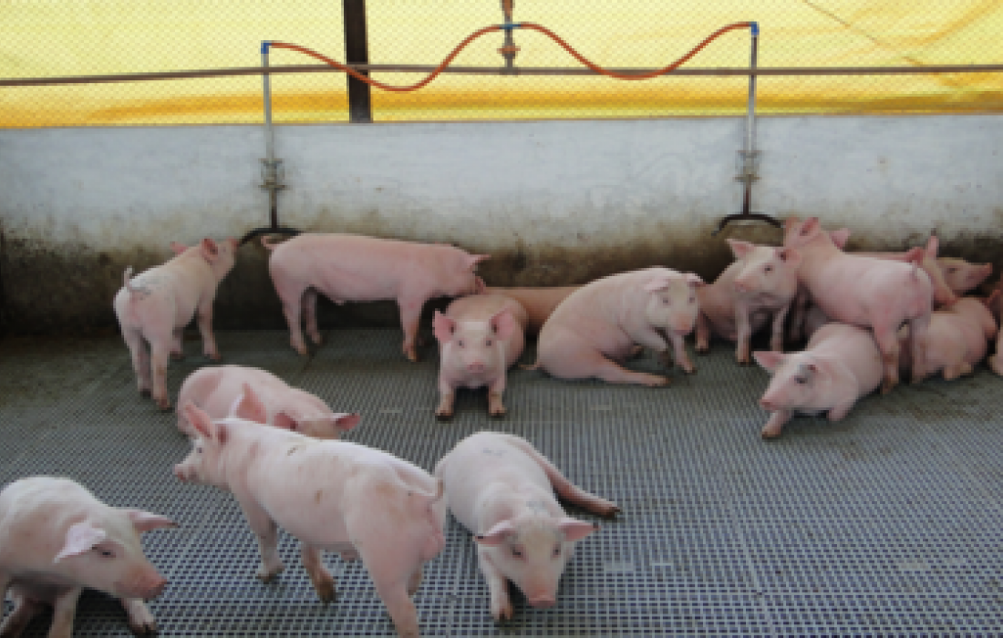 A import&acirc;ncia da temperatura da &aacute;gua para os su&iacute;nos