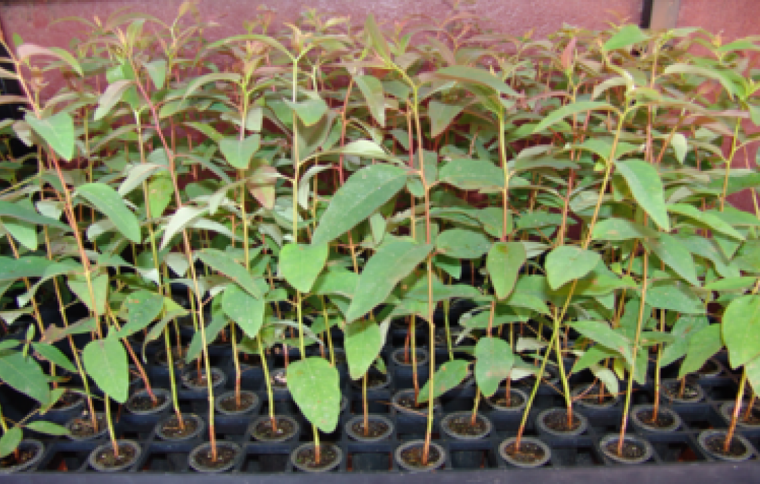 Aten&ccedil;&atilde;o para o pagamento da taxa Serflor