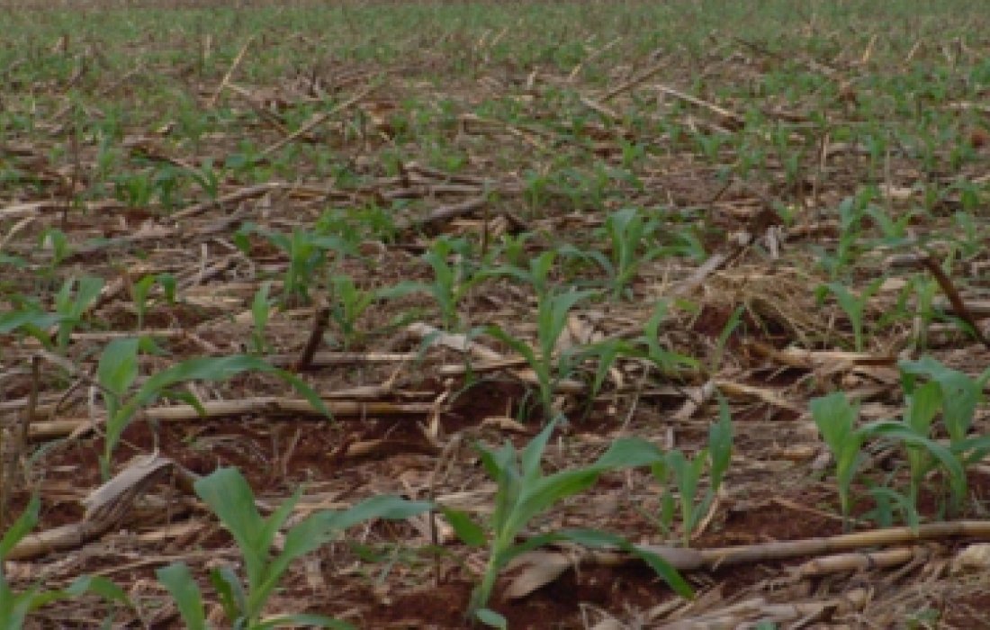 Cuidados com a mato competi&ccedil;&atilde;o no milho safrinha 