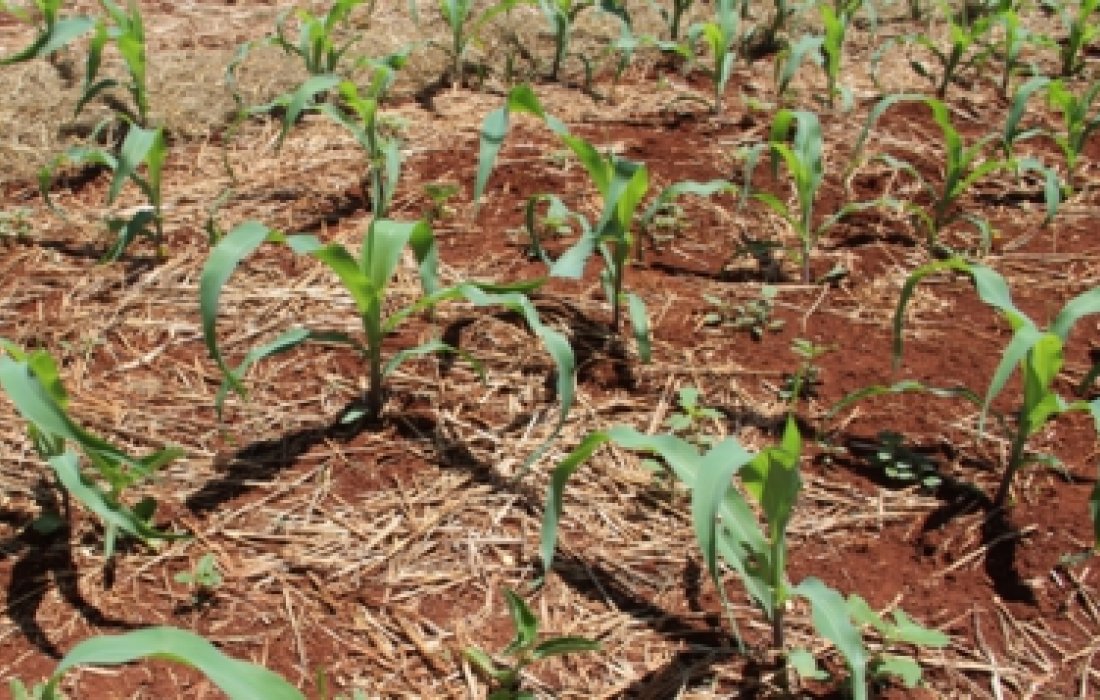 Aduba&ccedil;&atilde;o nitrogenada &eacute; essencial para o desenvolvimento do milho