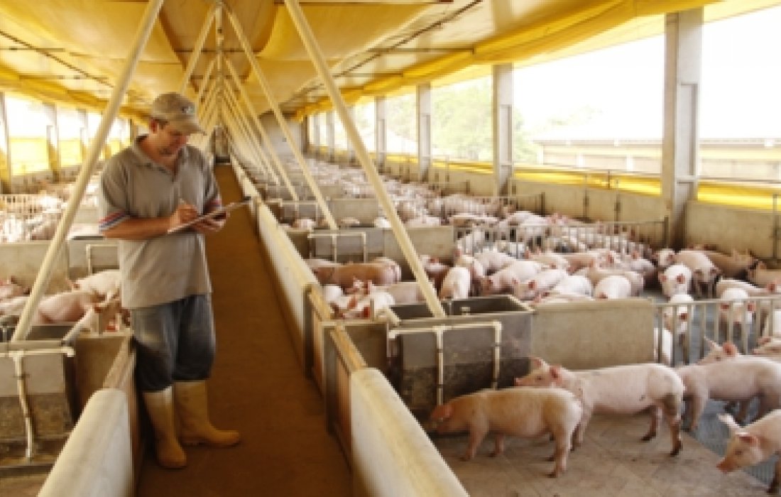Projeto de Certifica&ccedil;&atilde;o da Carne Su&iacute;na 