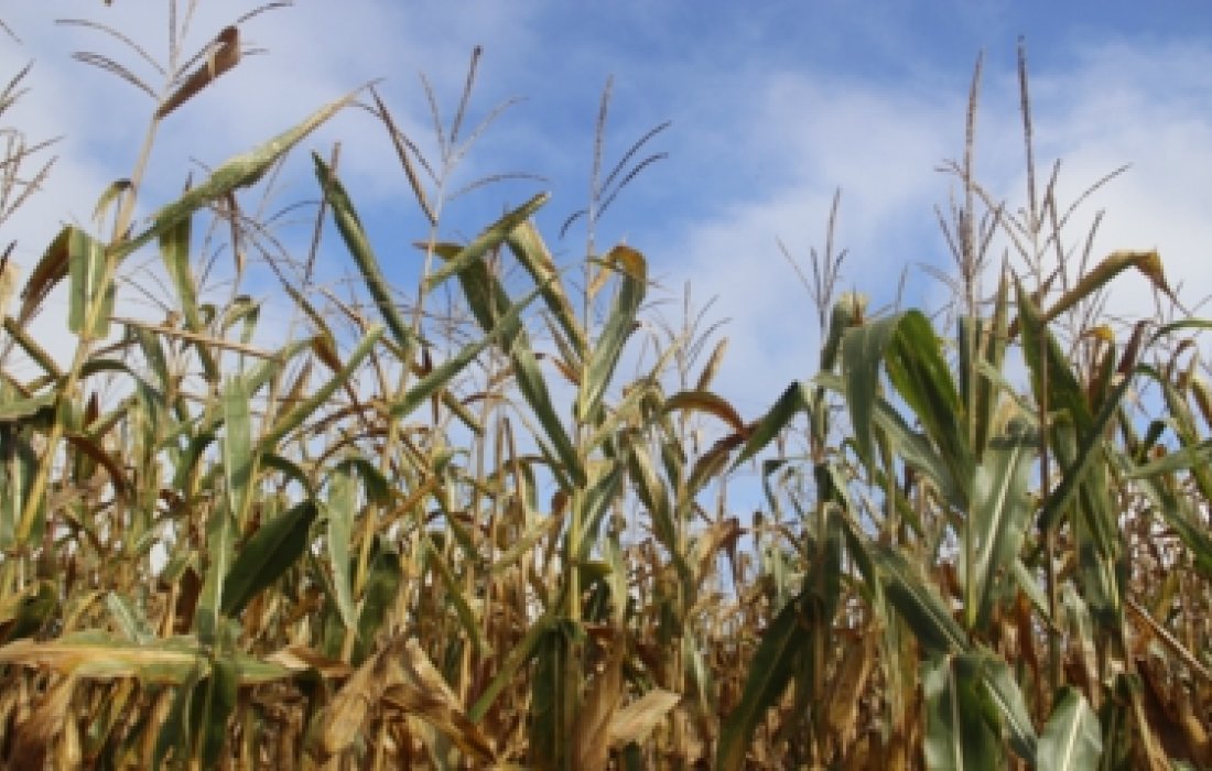 Milho safrinha apresenta bom potencial produtivo