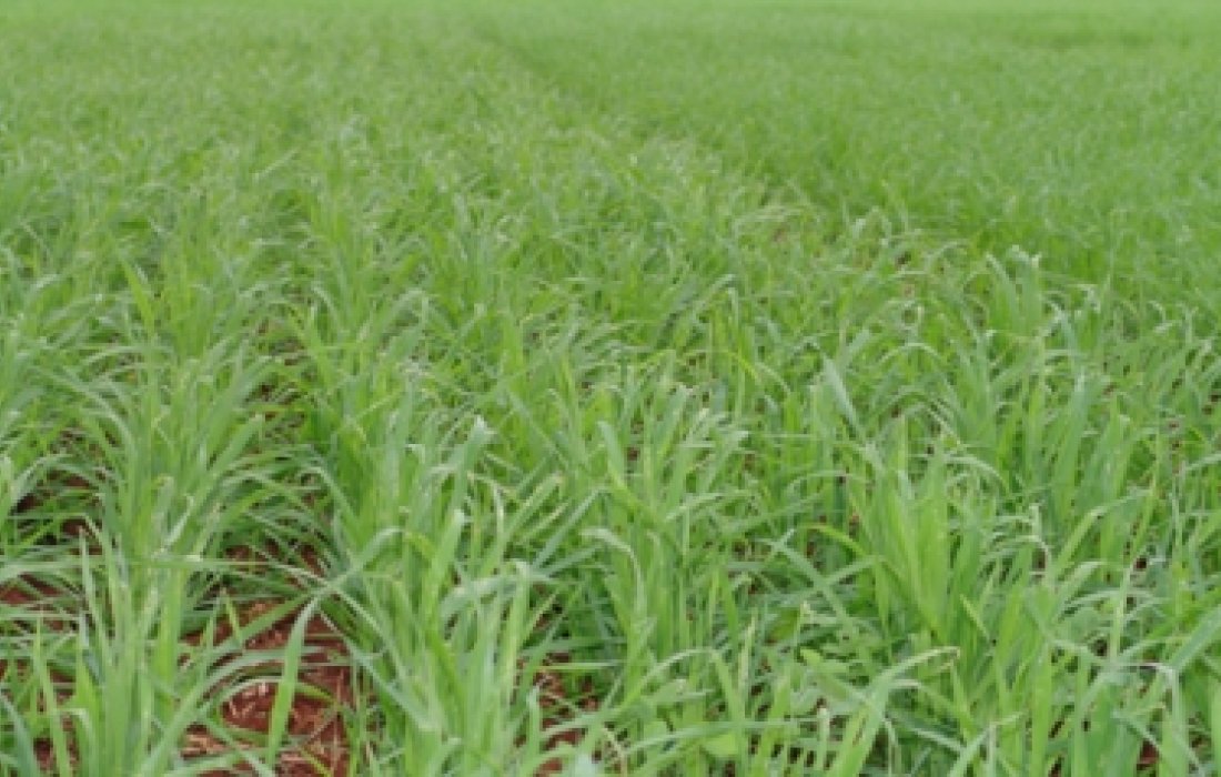 &Aacute;rea t&eacute;cnica alerta quanto &agrave;s doen&ccedil;as na cultura de trigo