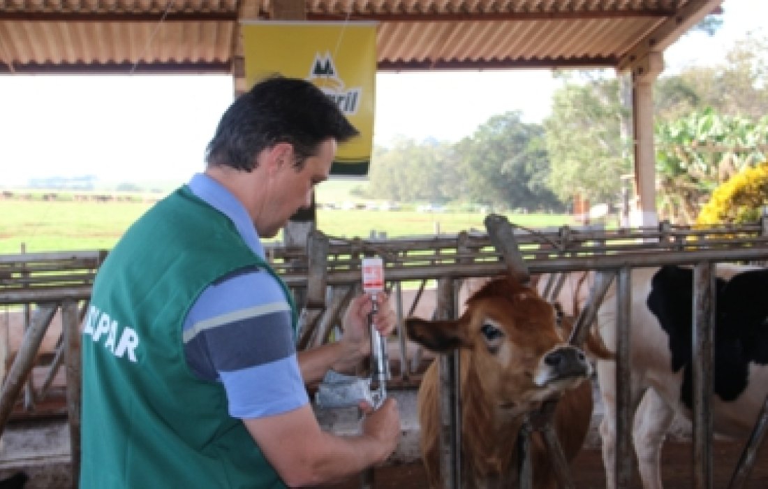 Campanha de vacina&ccedil;&atilde;o contra a febre aftosa termina amanh&atilde;
