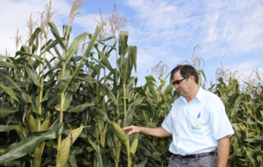 Copagril prepara Dia de Campo Milho Safrinha