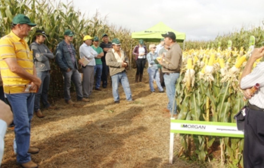 Bela Vista promove Dia de Campo Safrinha na sexta-feira