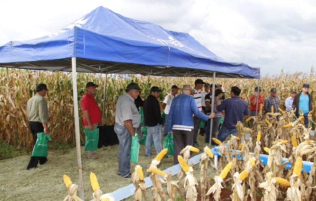 Dia de Campo Copagril de Milho Safrinha &eacute; realizado em Bela Vista