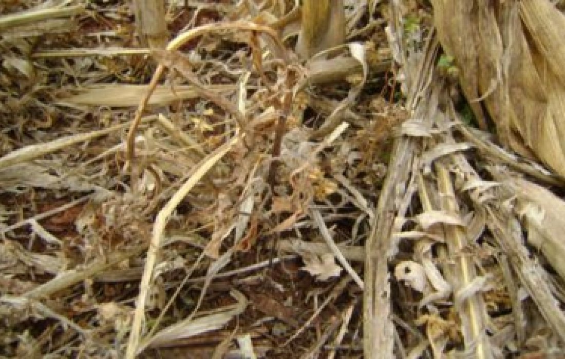  Manejo do solo pr&eacute;-plantio