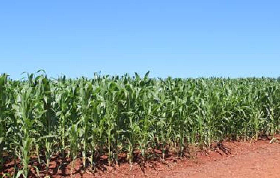 Financiamento Agr&iacute;cola para Cultura de Milho Safrinha